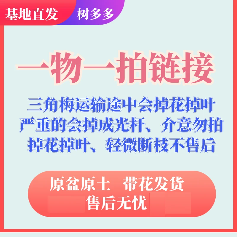 9，三角梅运输途中容易掉花掉叶、严重的会成光杆（介意勿拍！！！）