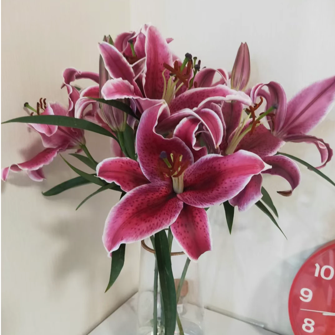 云影优选【黑美人香水百合】云南鲜花批发次日达顺丰包邮