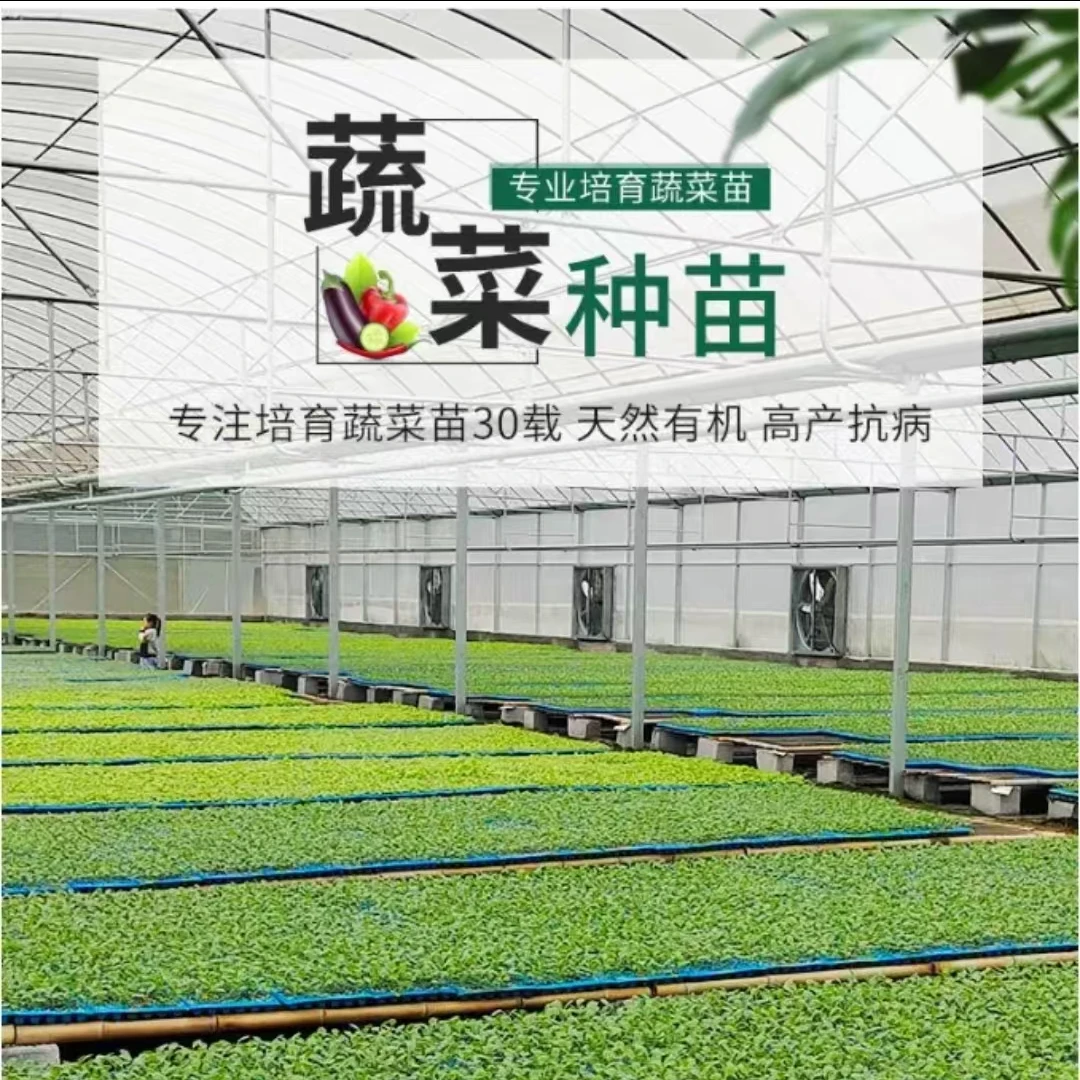 四季种植高产辣椒苗包含薄皮椒苗长线椒苗螺丝椒朝天椒