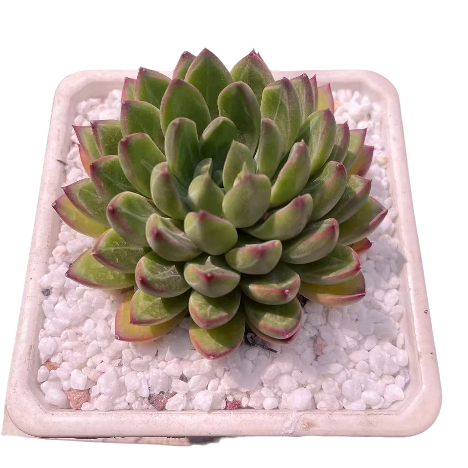 单头星际美人精品新手好养直播间为标准发货星花怒放