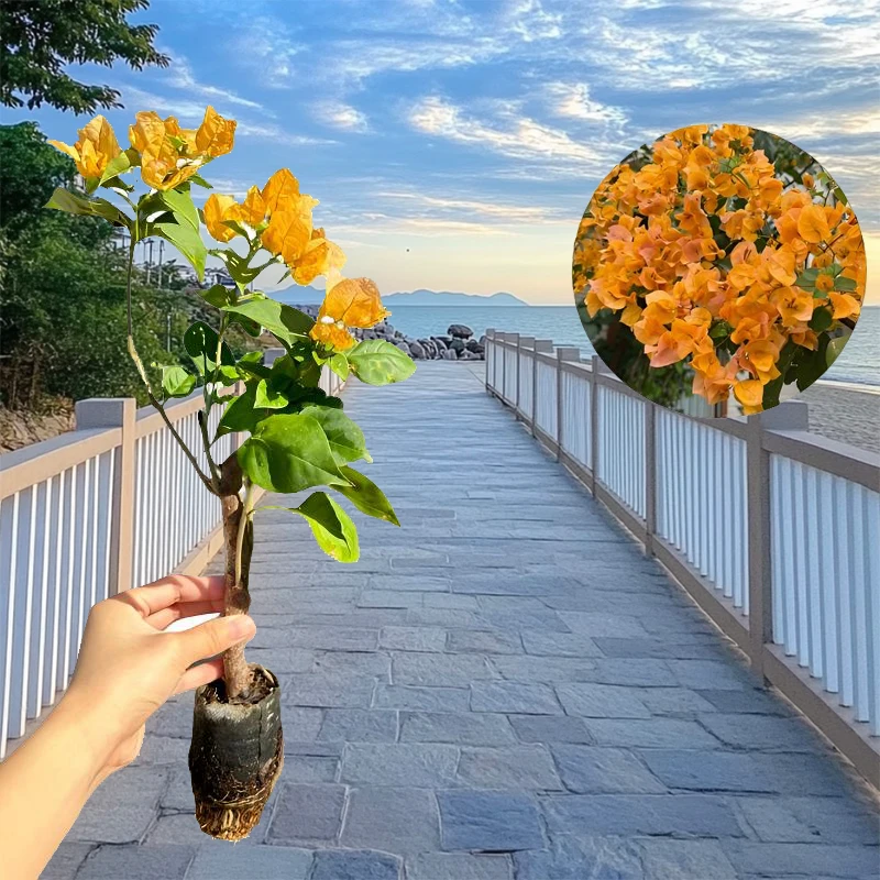 【加州黄金 不带花粗杆】三角梅小苗稀有品种四季开花阳台花卉