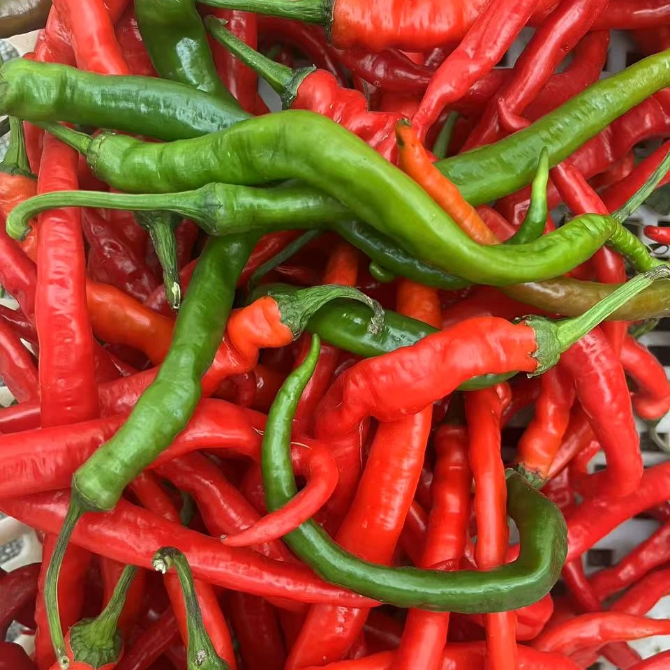 （正宗湖南双峰本地青红混合螺线软皮辣椒）配菜 剁椒 辣酱