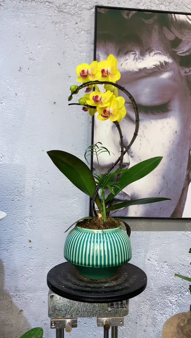 大部分花苞少量开放1植物杂货店，来淘宝吧
