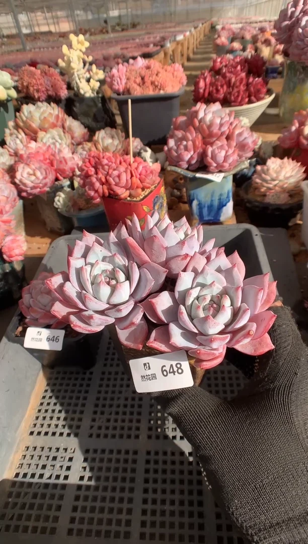 648粉蓝鸟多肉植物一物一拍