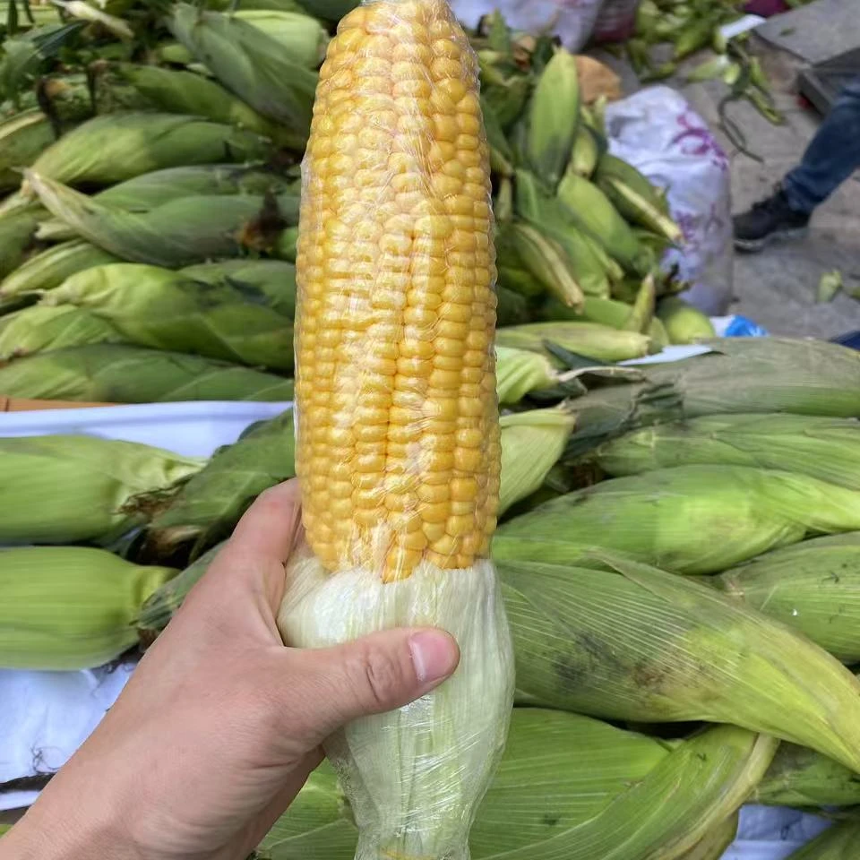 甜玉米10元5根5斤左右黄糯玉米吉林省