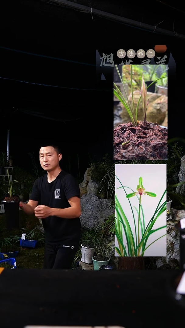 当前无花栽培后可以开花春兰飞天凤凰 顶彩前垄单苗带芽（一物一拍