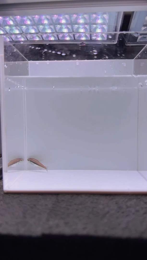 灯科鱼垂****️公DY。