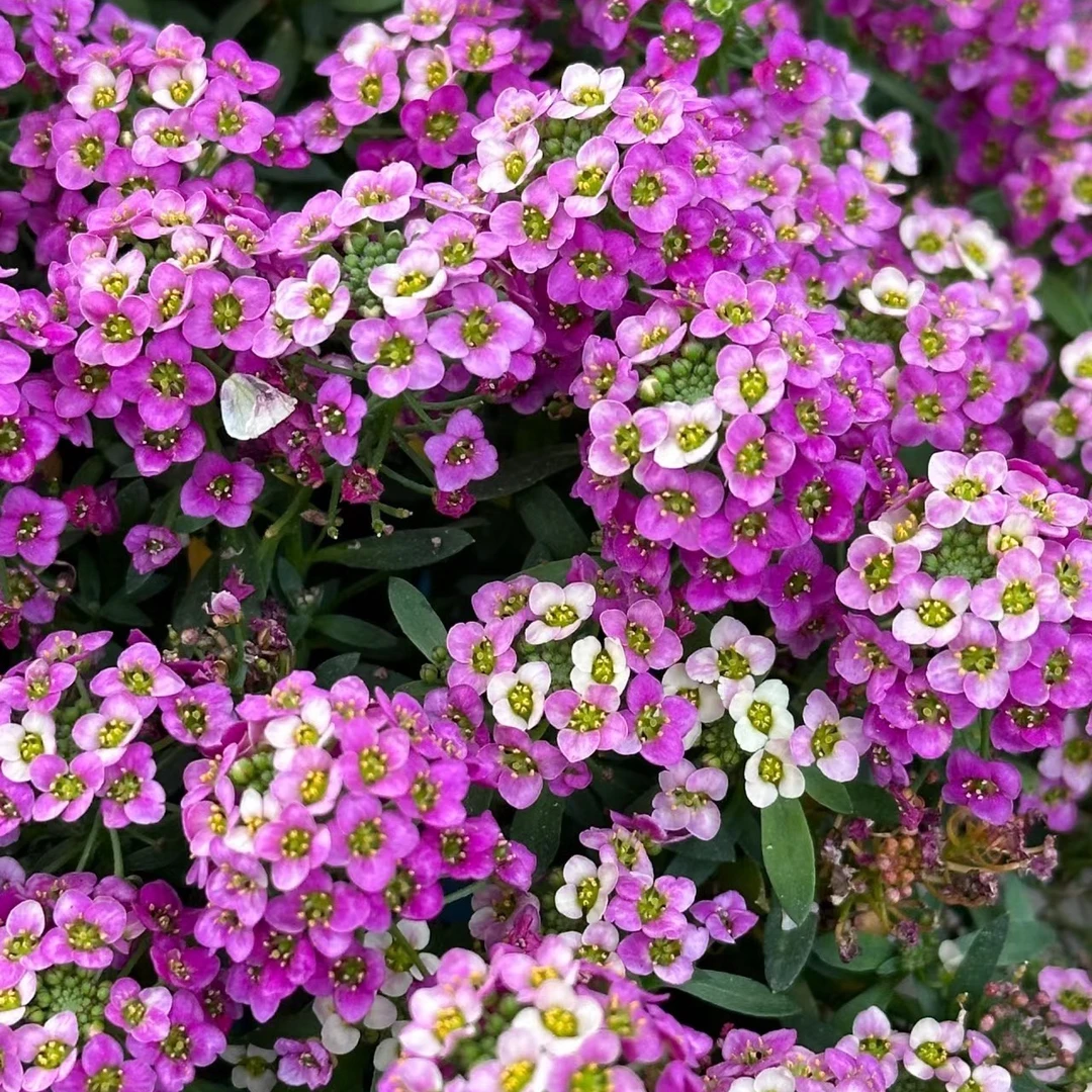 香雪球 新手好养