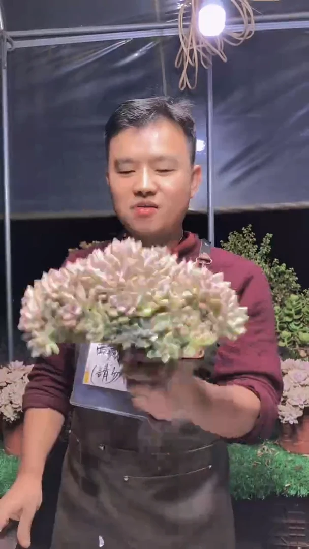 217淡雪缀化一物一拍