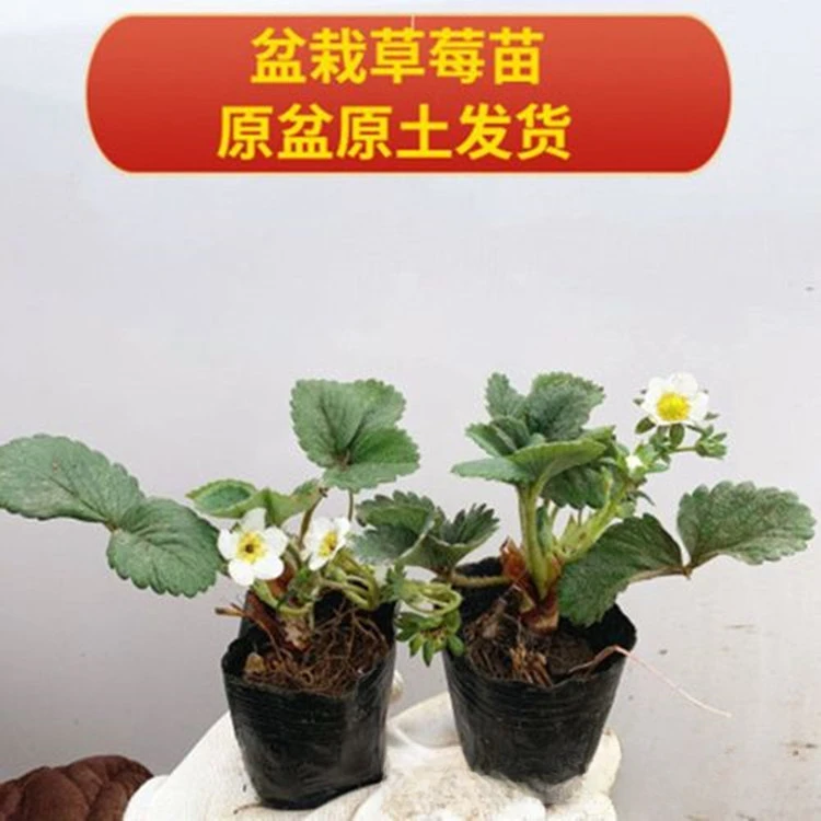 【育苗袋8棵】奶油草莓种植四季结果盆栽庭院阳台地栽草莓秧杯苗