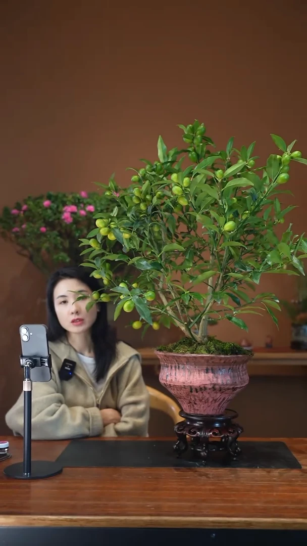 全部花朵金蛋盆景盆景盆景