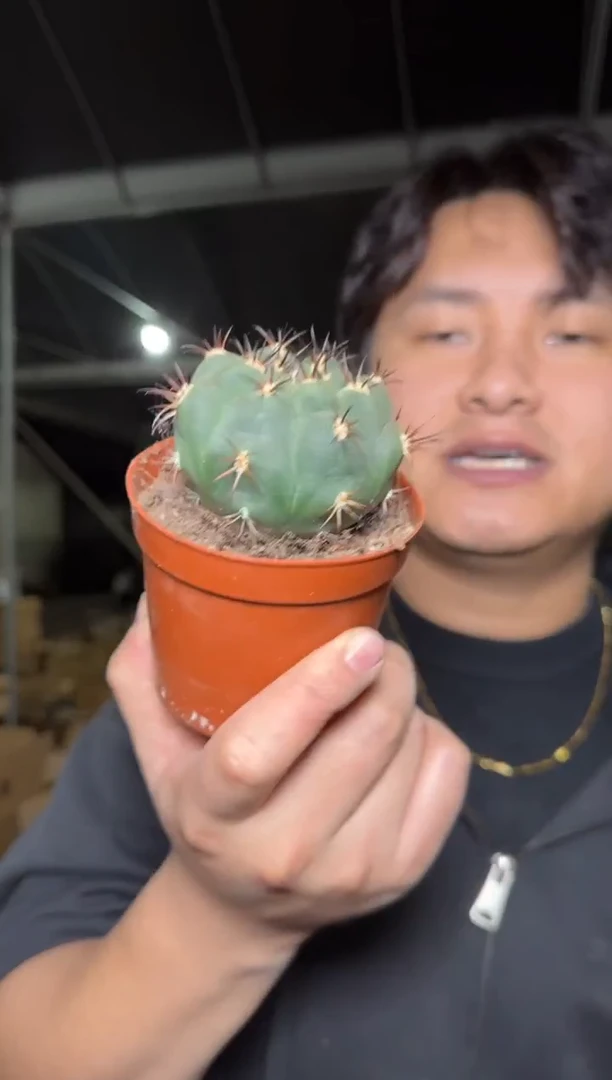 2颗【实生根】天紫玉