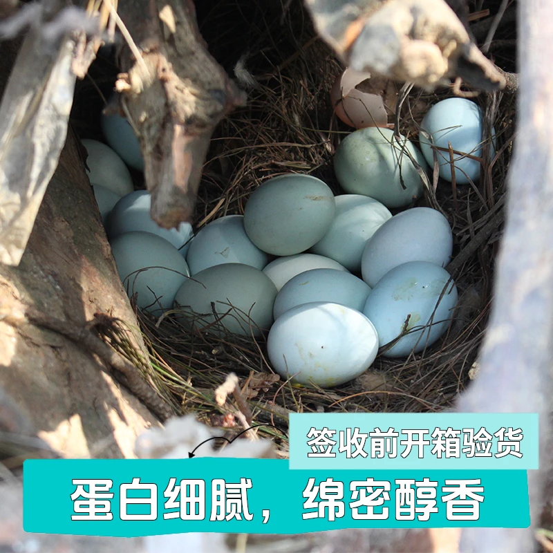 【顺丰】乌鸡蛋真宗土鸡蛋绿壳蛋新鲜散养深山当日现捡破损包赔营养