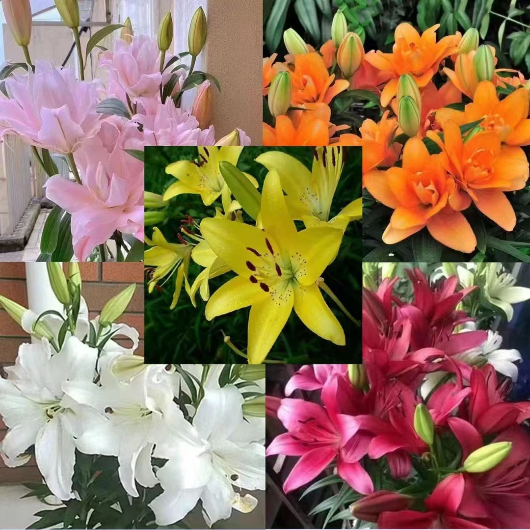 【百合带盆带土栽好发货】45-60天开花进口香水百合种球室内外阳台