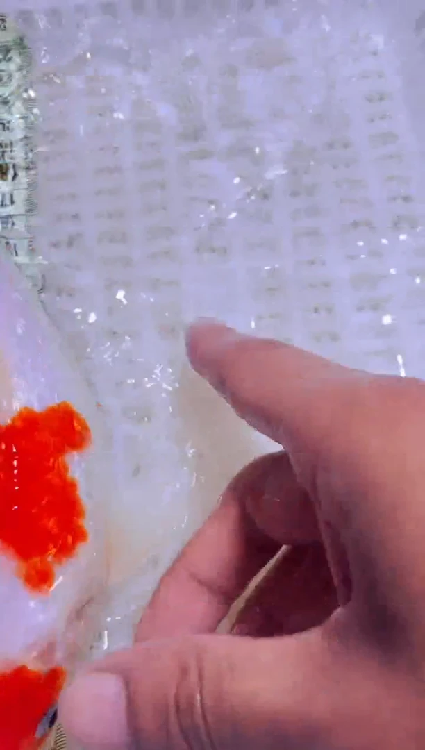 锦鲤锦鲤一物一拍包邮24