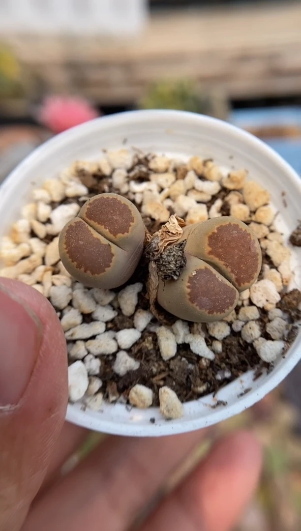 5323直播一物一拍