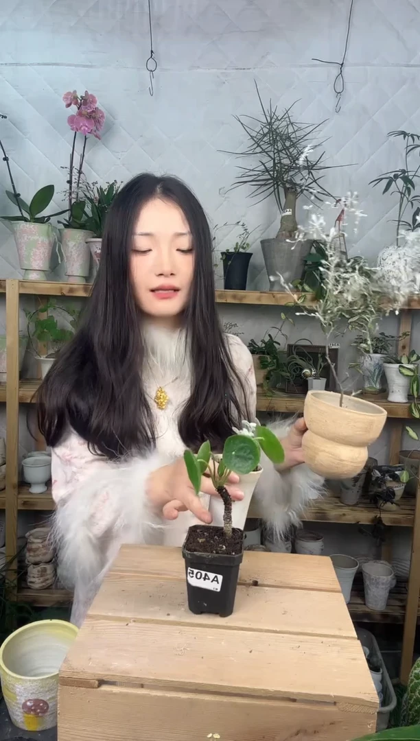 无花朵405镜面草育苗盆