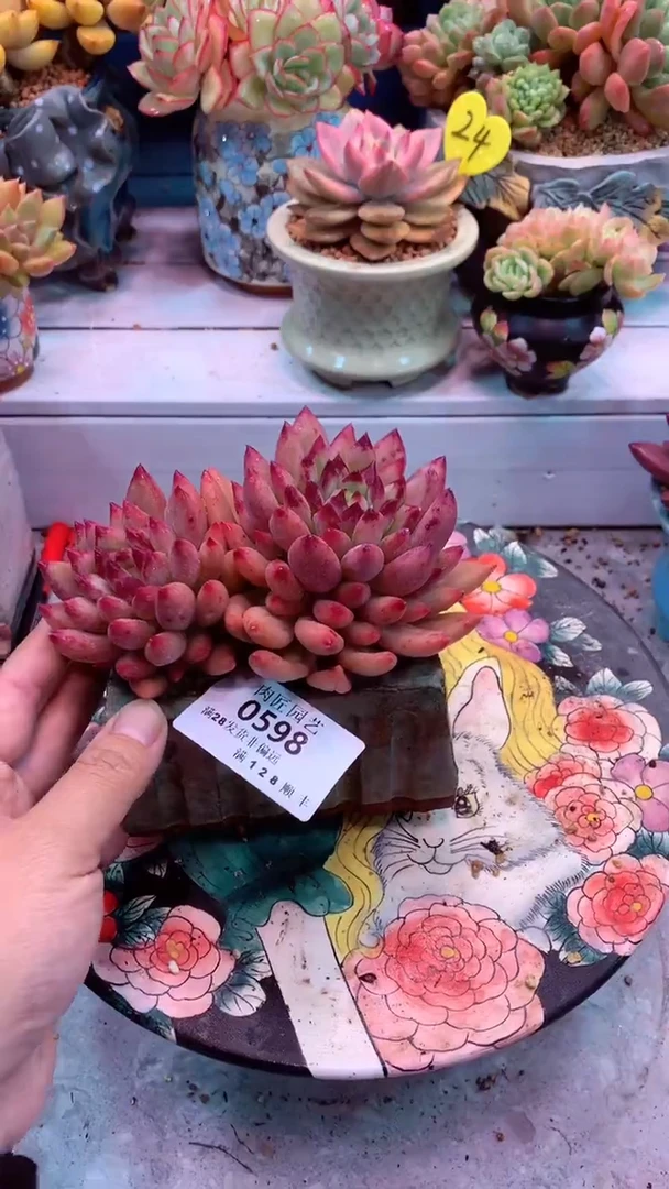 0598 模特区 红体岩字 二代虞