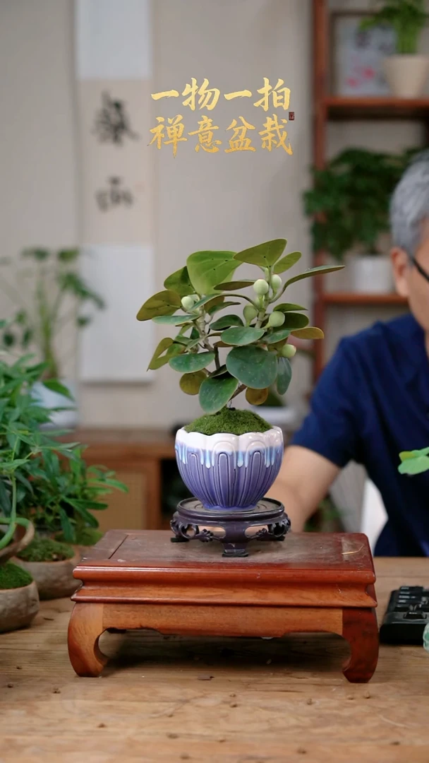 不开花植物鸿*菩提476