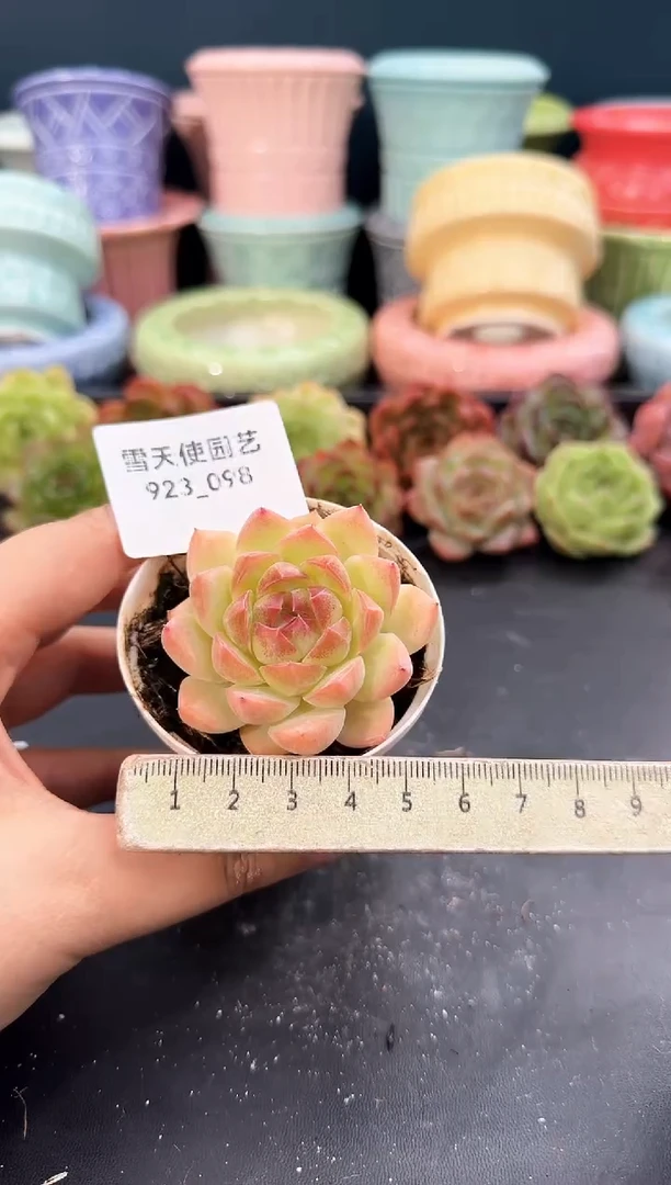 923-098青山(冠幅5cm)