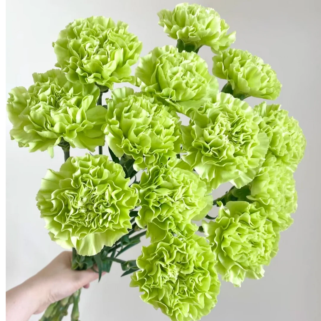 10朵康乃馨 家居瓶插花