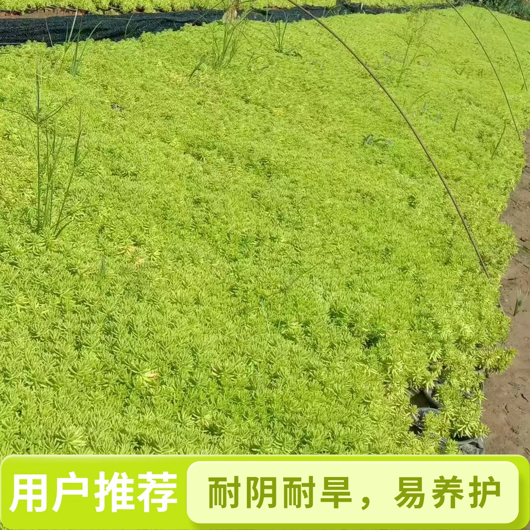 金叶佛甲草多年生耐寒耐旱庭院盆栽美化植物
