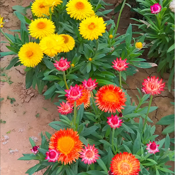 菊花种子四季播种阳台庭院种植新手可养混色