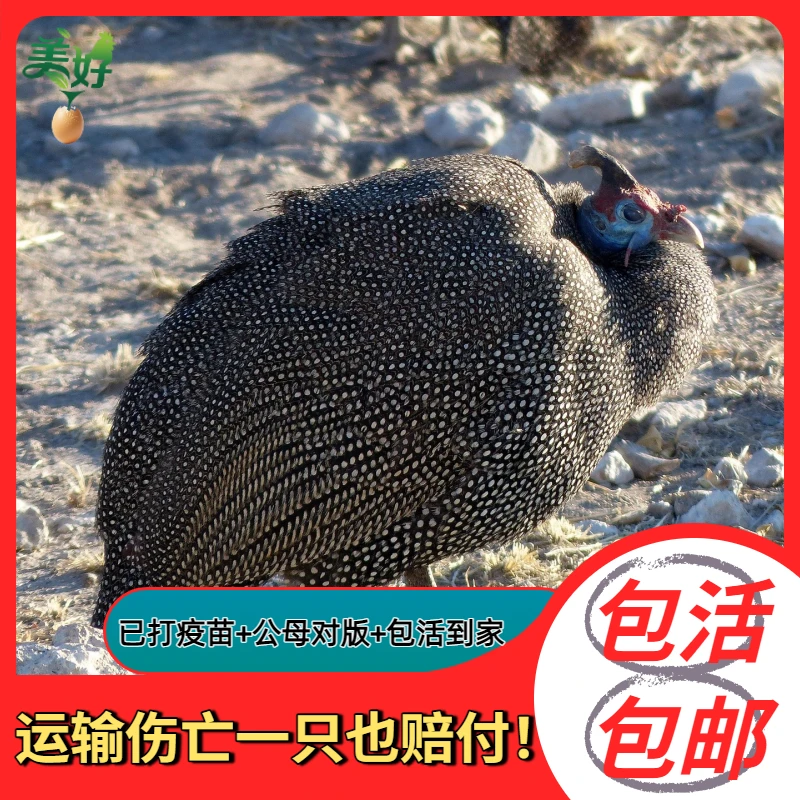 纯种散养2斤左右珍珠鸡鸡苗批发顺丰健康活体长尾宠物鸡