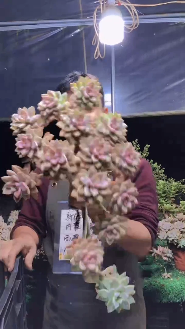 238淡雪缀化一物一拍