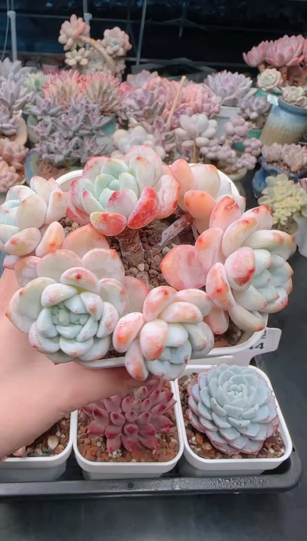 【闪购商品】7448.