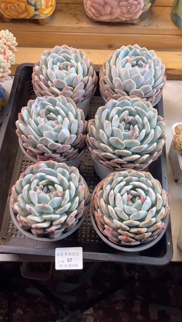 3.30-68橙子6个11111