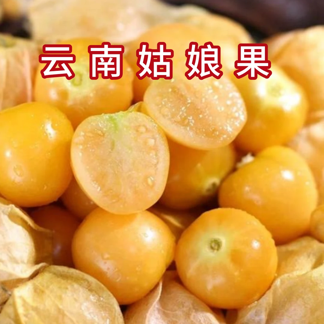 【香甜多汁】云南姑娘果灯笼果香甜可口现采现摘产地直发