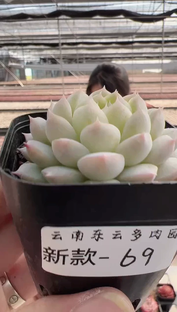 【闪购商品】新款多肉69