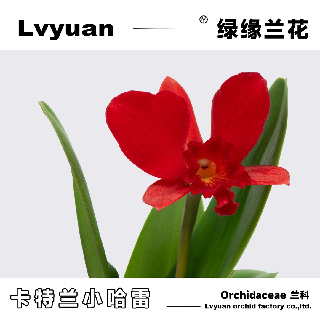 绿缘兰花 迷你卡特兰紫色小美人 红色小哈雷 矮种洋兰桌面盆栽