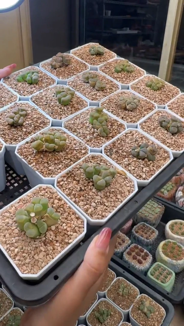 26-29多肉植物肉锥群生风铃一颗