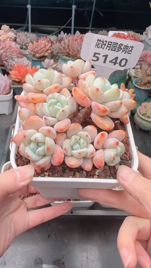 【闪购商品】5140.