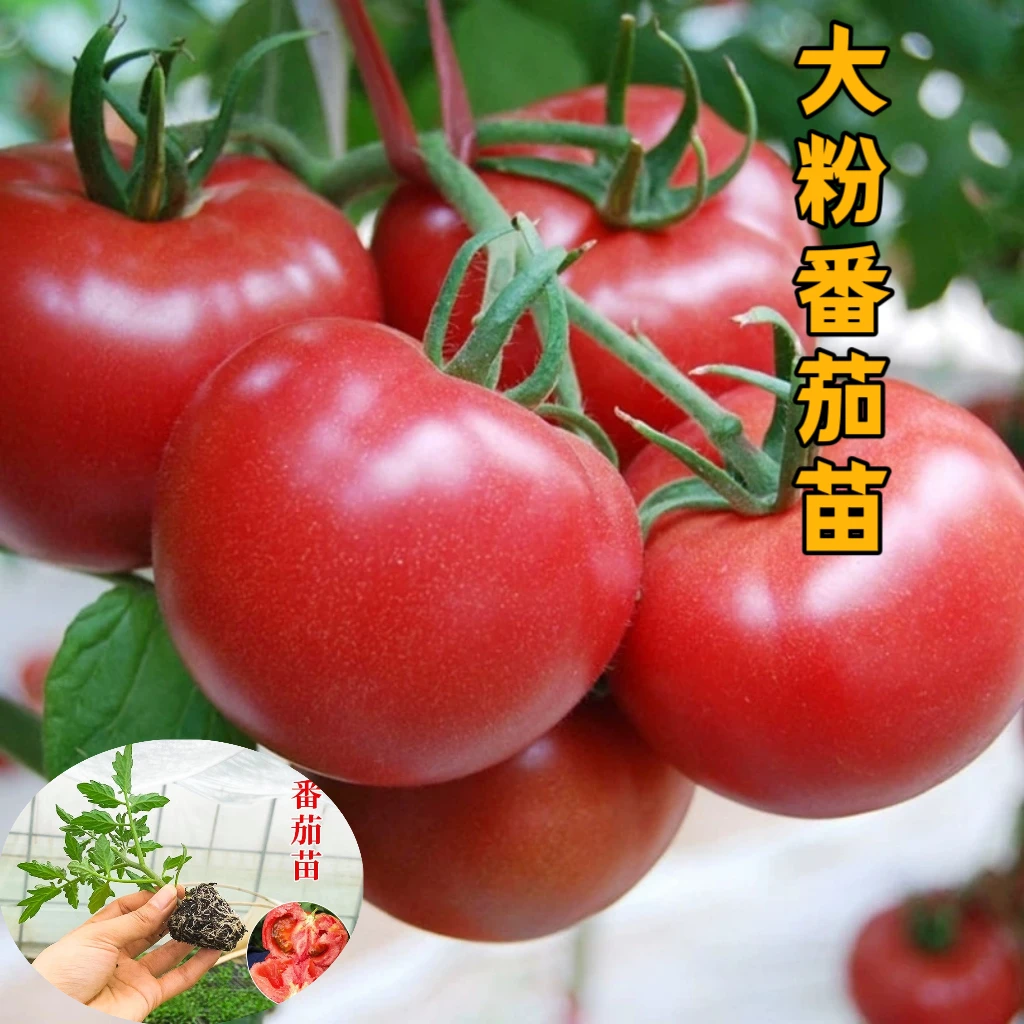 沙瓤大粉番茄秧苗大果大粉西红柿秧苗四季庭院生吃普罗旺斯老品种
