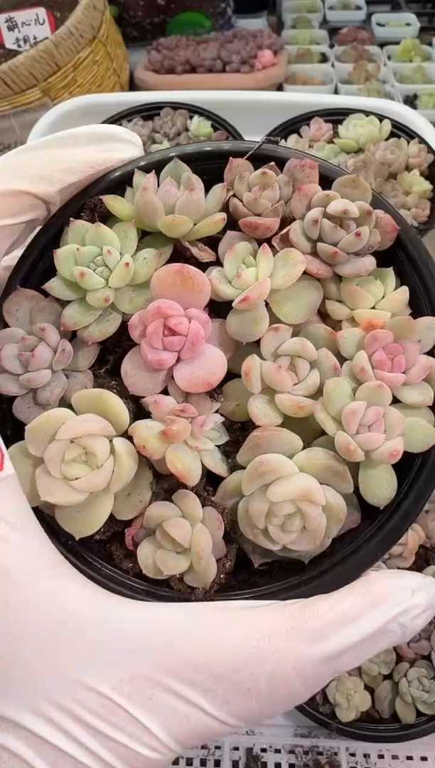 巫拉拉混 1盒 量拍混发（不标注个体名）