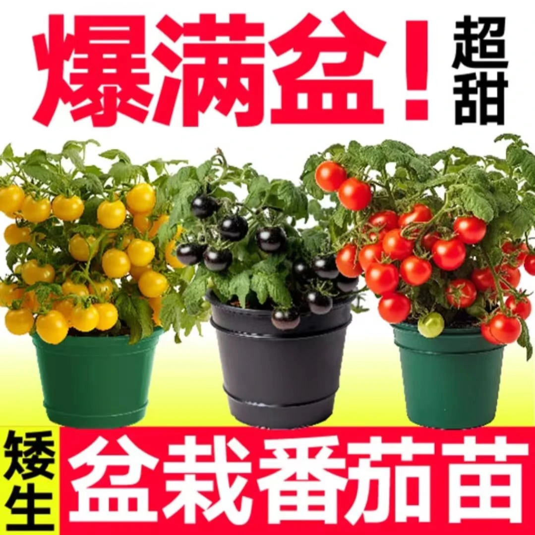 矮生小番茄苗红黄黑三色可盆栽种植简单高产四季生长