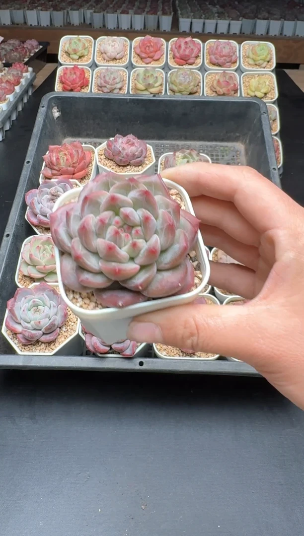 【闪购商品】632B物拍多肉带盆土6.5杯拍3颗包柚