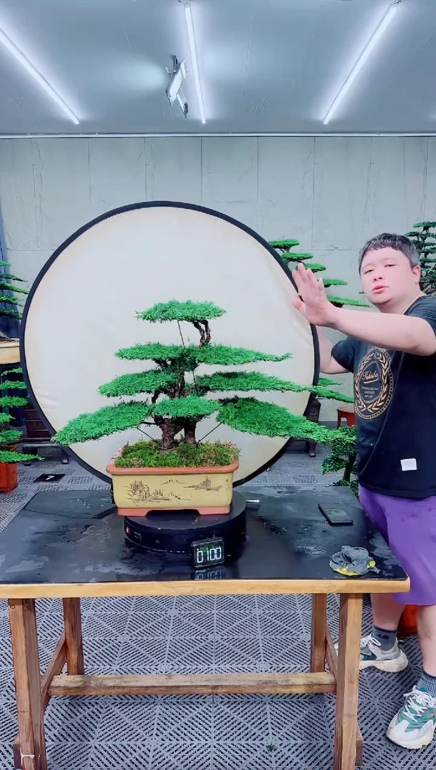 无花朵济州真柏盆景