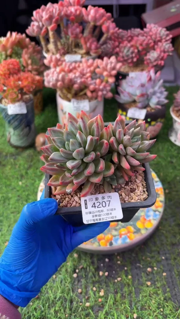 昆明印象多肉4207