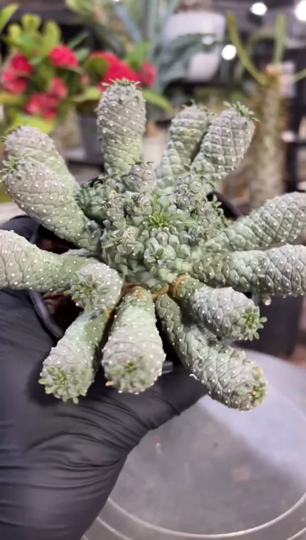 宝蓝玉大戟FD-670