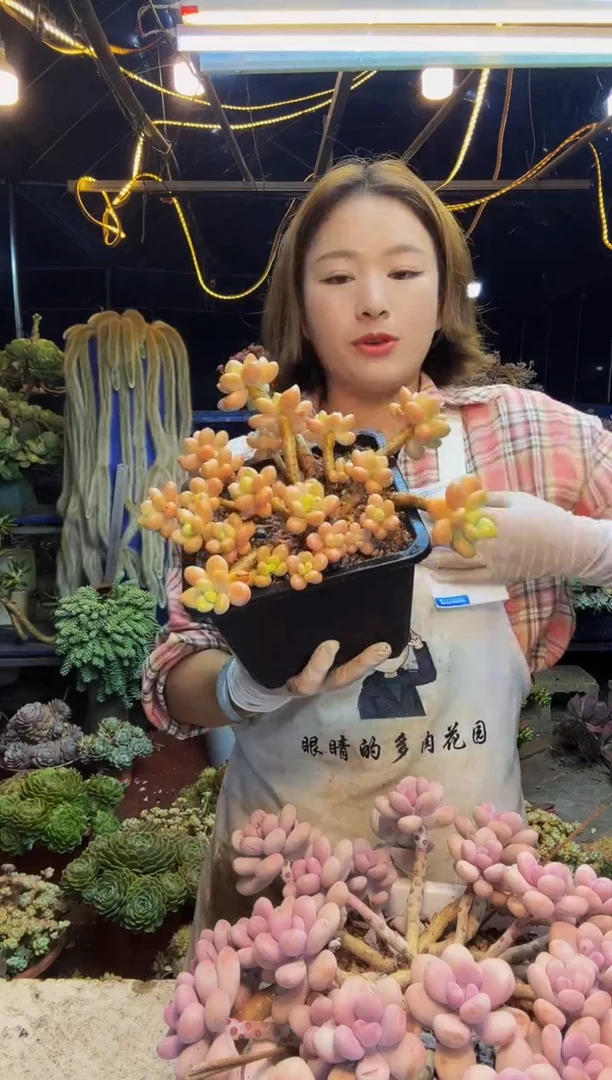 14号一物一拍脱土包邮