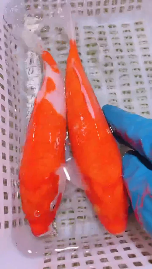 锦鲤冷水观赏鱼全场包邮155