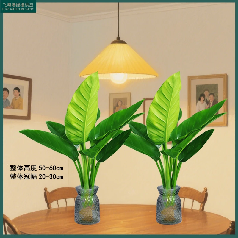 【买一送一】两株水培大叶金钻室绿公主净化空气室内绿植带一个瓶