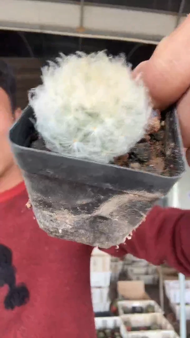 实生鹤立羽19.99