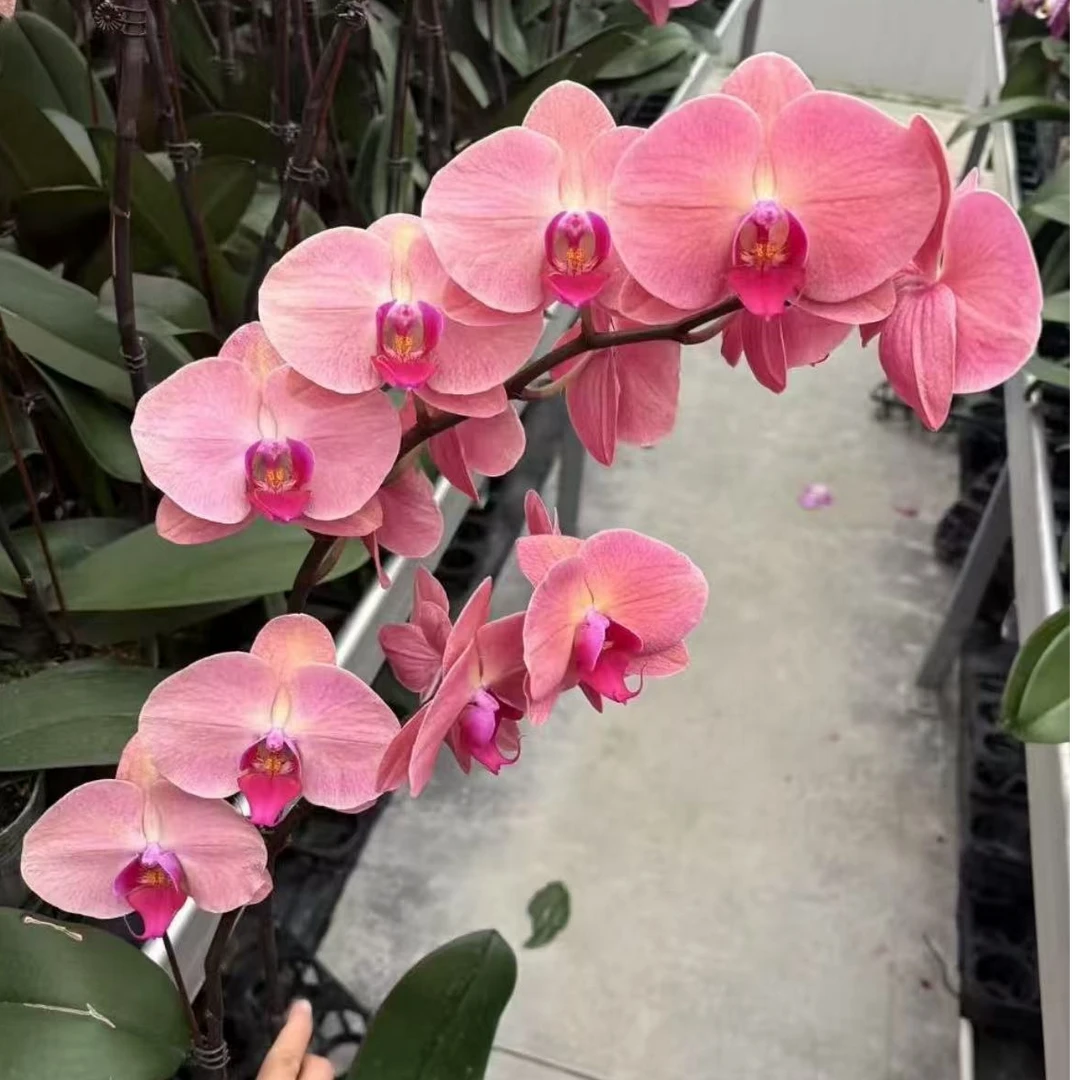 【欣欣向荣】欧品蝴蝶兰 稀有色系 小众品种 高端花卉 花期长 耐养