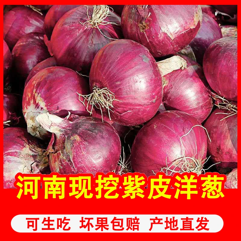 河南紫皮洋葱现挖现发9斤装水果洋葱蔬菜批发价烧烤调料可生吃