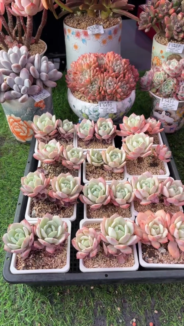 昆明印象多肉 双头恋曲1颗